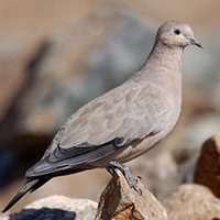 ground-dove-black-winged-1003744