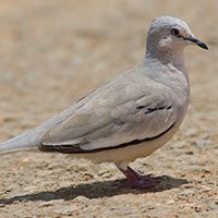 ground-dove-picui-3759618