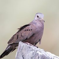 ground-dove-plain-breasted-4592448