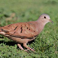 ground-dove-ruddy-1327253
