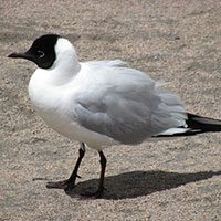 gull-andean-3548226