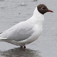 gull-brown-hooded-8190855