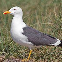 gull-lesser-black-backed-5498411