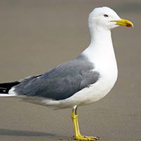 gull-yellow-legged-4307588