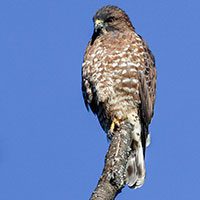 hawk-broad-winged-9469522
