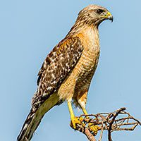 hawk-red-shouldered-1875730
