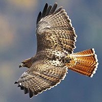 hawk-red-tailed-4146211