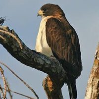 hawk-short-tailed-1935845