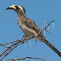 hornbill-african-grey-6323096