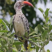hornbill-southern-red-billed-9640854