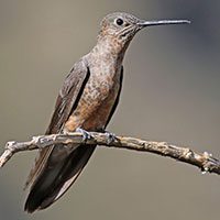 hummingbird-giant-2712245