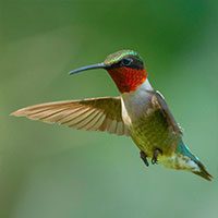 hummingbird-ruby-throated-8853255