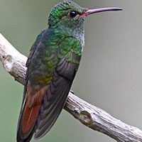 hummingbird-rufous-tailed-1674416