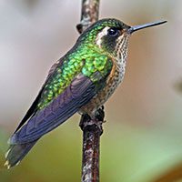 hummingbird-speckled-9815638