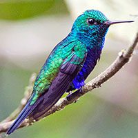 hummingbird-violet-bellied-6026622
