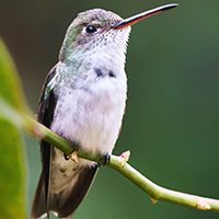hummingbird-white-bellied-1562240