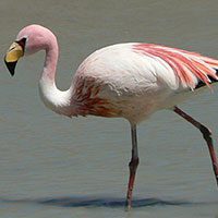 james_flamingo-7440505