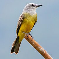kingbird-tropical-7656864