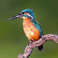 kingfisher-common-4907524