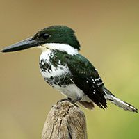 kingfisher-green-5102269