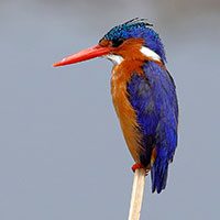 kingfisher-malachite-6019265