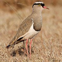 lapwing-crowned-8301843