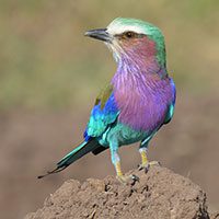 lilac-breasted_roller-5083587