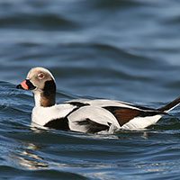 long-tailed-duck-8252472