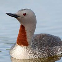 loon-red-throated-8519334