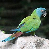 macaw-blue-headed-4092420