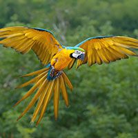 macaw-blue-and-yellow-6297038