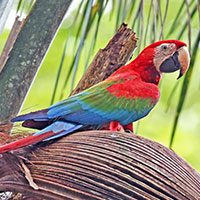 macaw-red-and-green-9009676