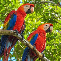 macaw-scarlet-5262306