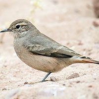 miner-rufous-banded-7065398