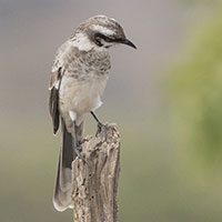 mockingbird-long-tailed-1590518