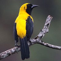 oriole-yellow-backed-8965914