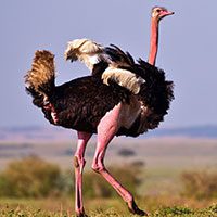 ostrich-6793312
