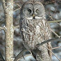 owl-great-grey-2462547
