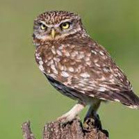 owl-little-7035901