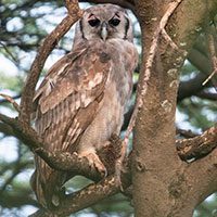 owl-verreauxs-eagle-2644044
