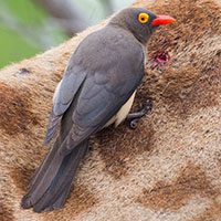 oxpecker-red-billed-5645658