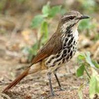 palm-thrush-spotted-5885555