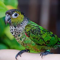 parakeet-black-capped-4099210