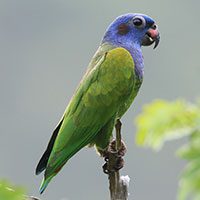 parrot-blue-headed-4170554