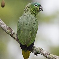 parrot-mealy-5049901