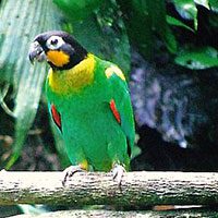 parrot-orange-cheeked-8294948