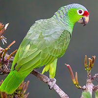 parrot-red-lored-1309689