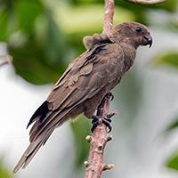 parrot-seychelles-black-9860961
