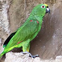 parrot-yellow-crowned-3072983