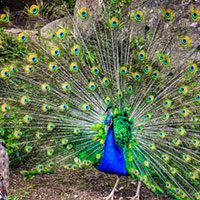 peafowl-peacock-5682214